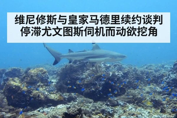 维尼修斯与皇家马德里续约谈判停滞尤文图斯伺机而动欲挖角